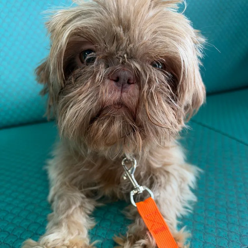 An adult small-sized female Shih Tzu dog named Aniston for adoption in Shawnee, KS