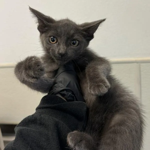 A baby small-sized male Domestic Short Hair cat named Arthur Sheridan for adoption in San Diego, CA