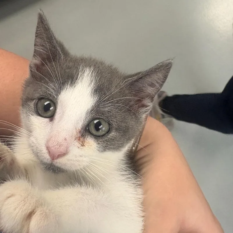 A baby small-sized female Gray / Blue / Silver Domestic Short Hair cat named Josie for adoption in Allentown, PA