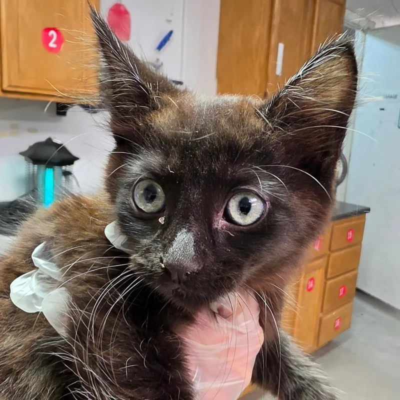 A baby small-sized male Black Domestic Medium Hair cat named Clove for adoption in Leander, TX