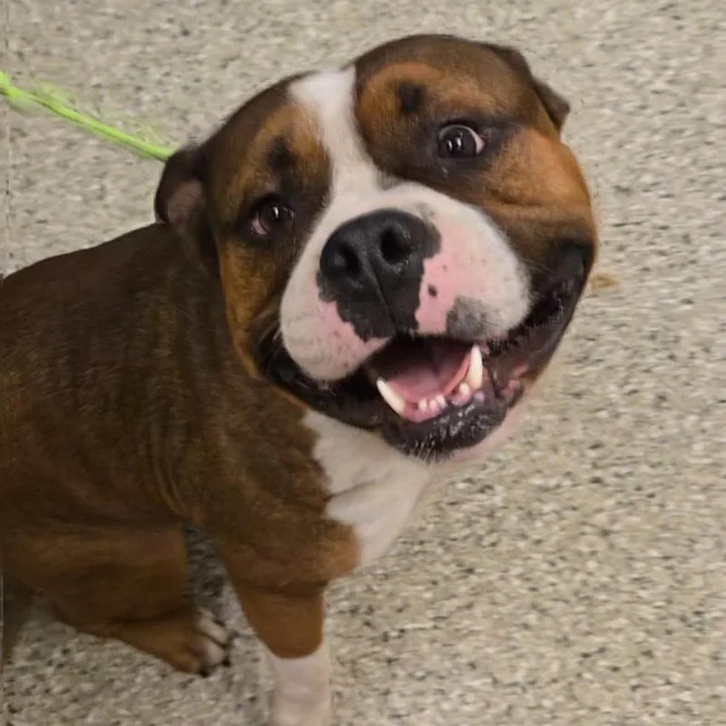 An adult large-sized male Brown / Chocolate English Bulldog dog named Buford for adoption in Cedar Rapids, IA