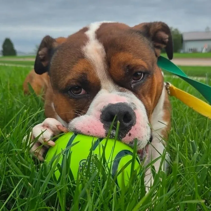 Buford thumbnail 5