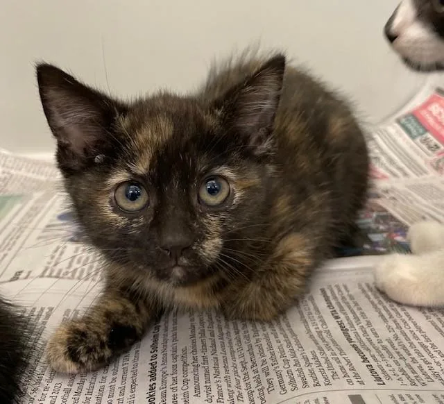 A baby medium-sized female Tortoiseshell Domestic Short Hair cat named Box for adoption in Stafford, VA
