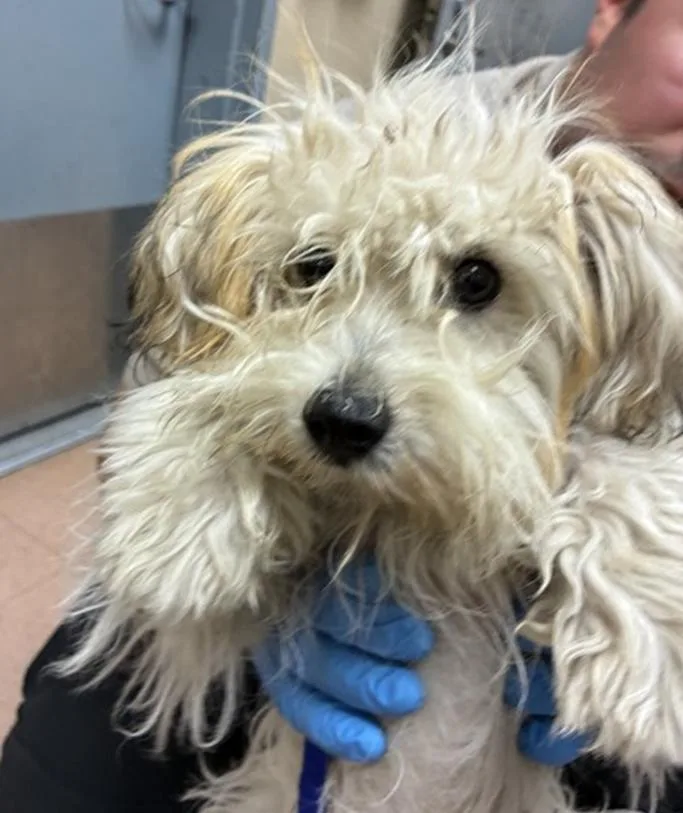 An adult small-sized female Poodle dog named Horchata for adoption in Pacifica, CA