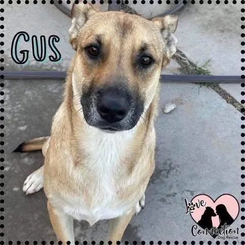 A young medium-sized male Yellow / Tan / Blond / Fawn Australian Cattle Dog / Blue Heeler dog named Gus for adoption in Gilbert, AZ