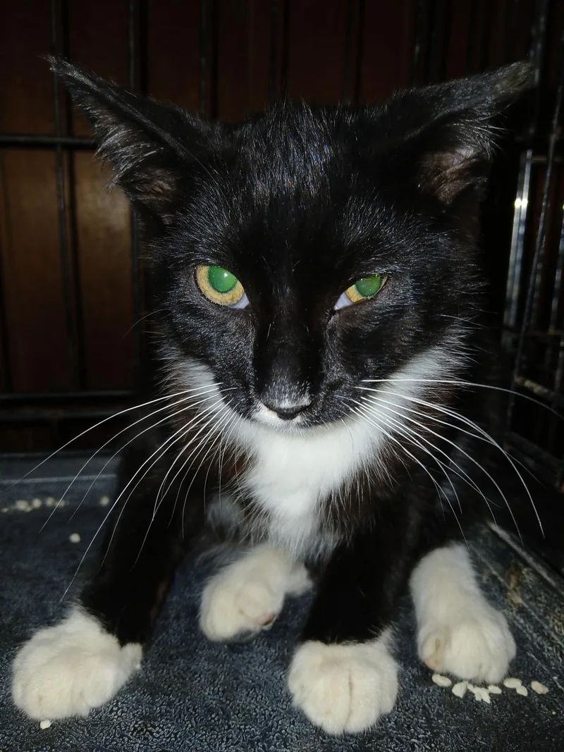 A baby medium-sized male Black & White / Tuxedo Tuxedo cat named Mango for adoption in Newfoundland, NJ