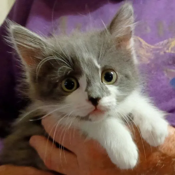 A baby small-sized female Gray & White Maine Coon cat named Shroomie for adoption in San Jose, CA