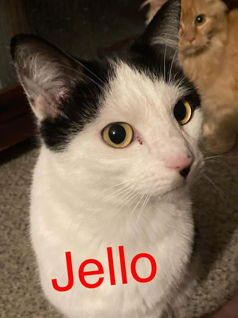An adult medium-sized male Domestic Short Hair cat named Jello for adoption in Price, UT
