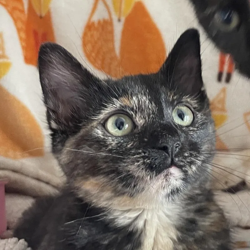 A baby small-sized female Brown / Chocolate Domestic Short Hair cat named Aventura for adoption in Chicago, IL