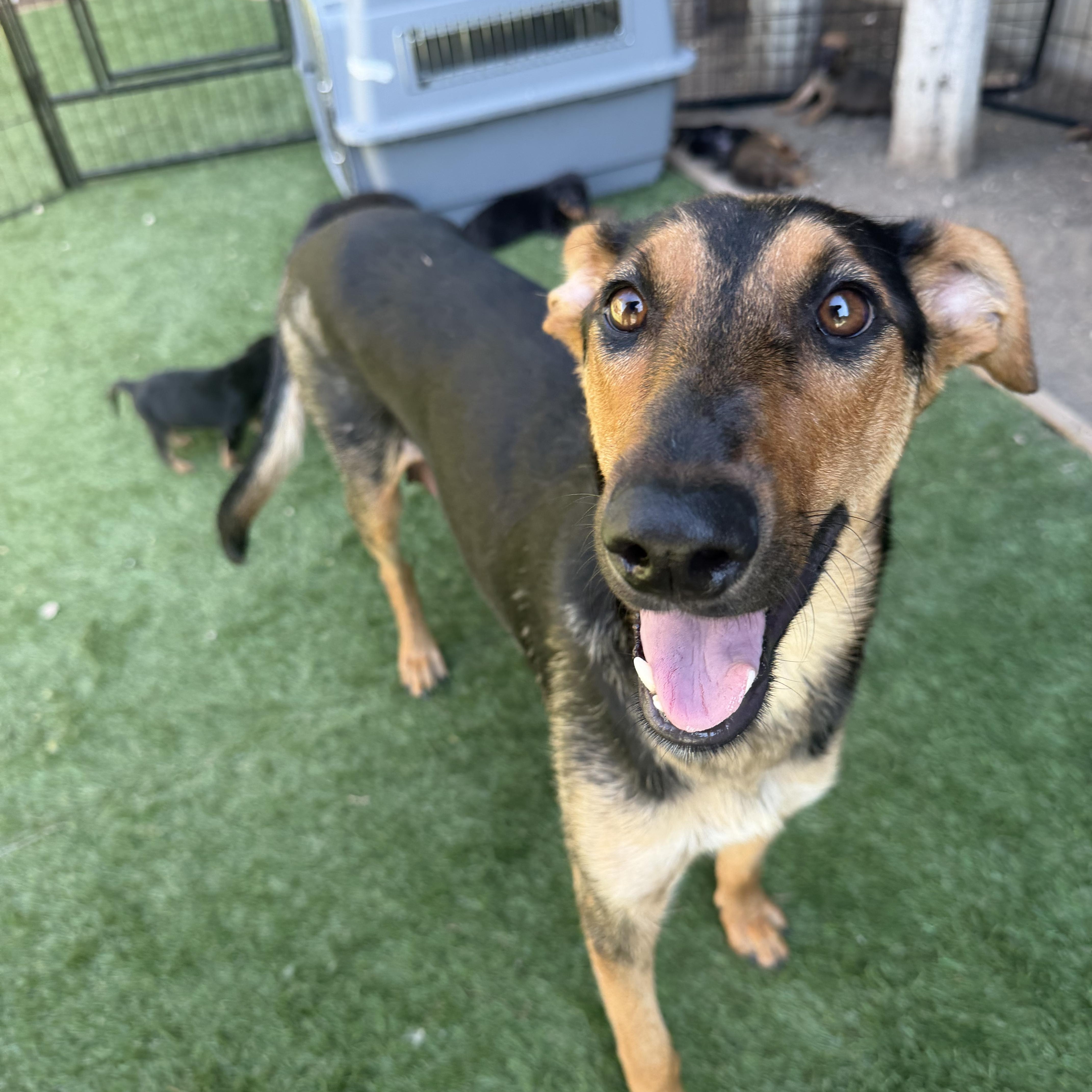 A young medium-sized female Black German Shepherd Dog dog named Rare for adoption in Santa Monica, CA