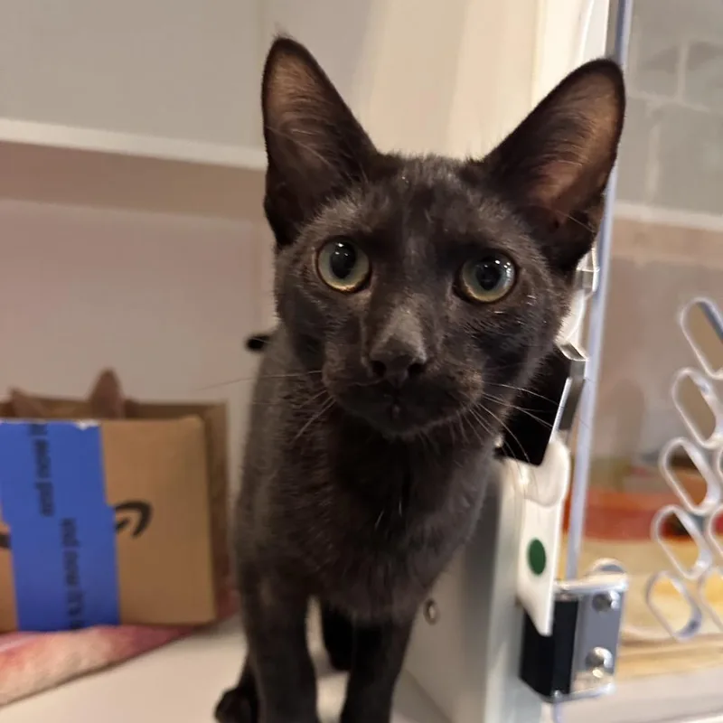 A baby medium-sized male Black Domestic Short Hair cat named Butter Toast for adoption in Greensboro, NC