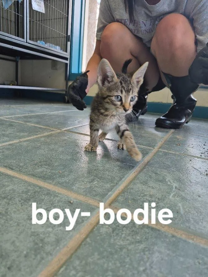 A baby small-sized male Domestic Short Hair cat named Bodie for adoption in Center, TX