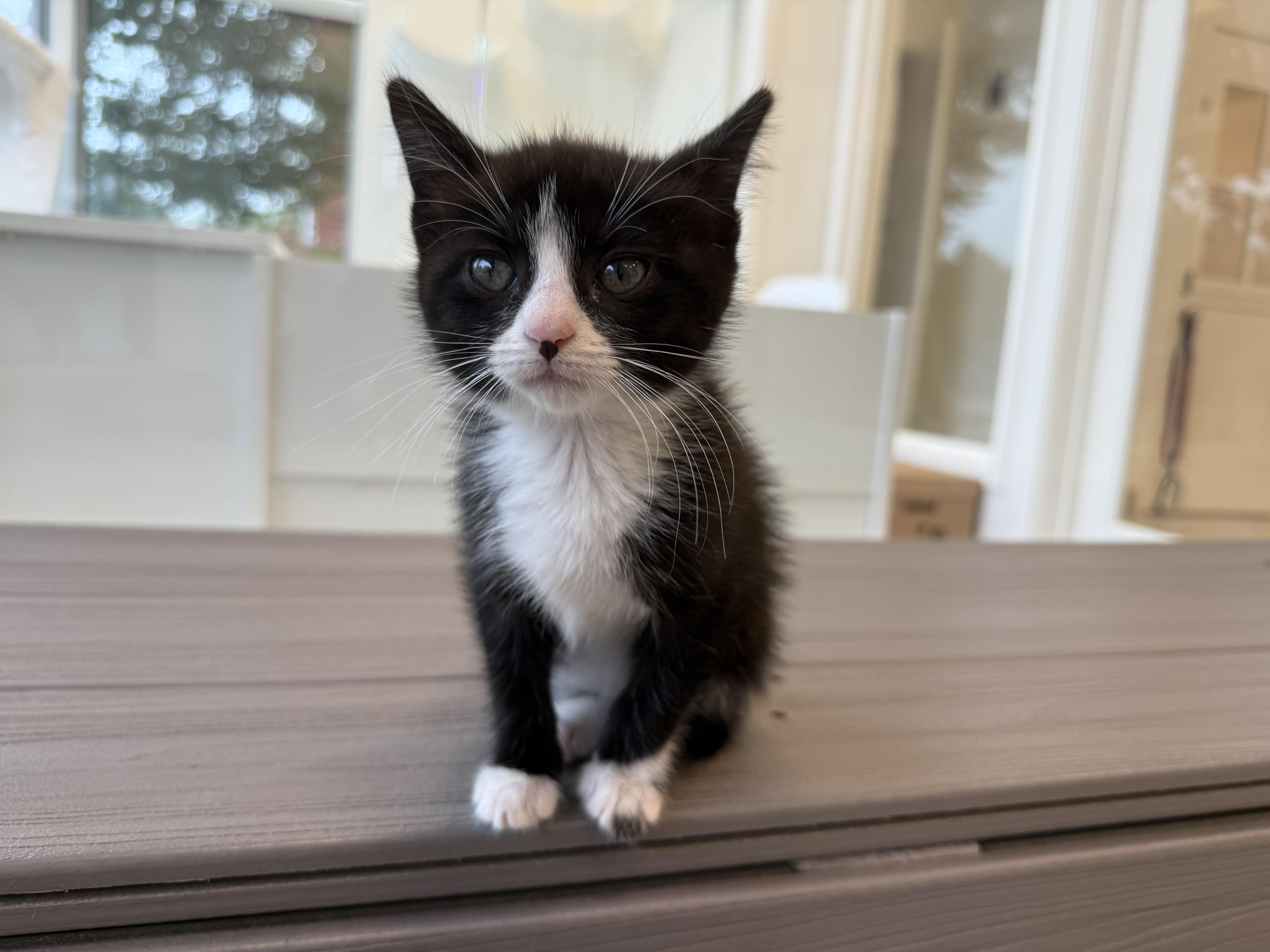 A baby medium-sized female Black & White / Tuxedo Domestic Short Hair cat named Nico Robin for adoption in Evanston, IL