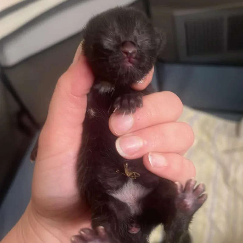 A baby small-sized female Black Domestic Short Hair cat named Birdie for adoption in Pasadena , MD