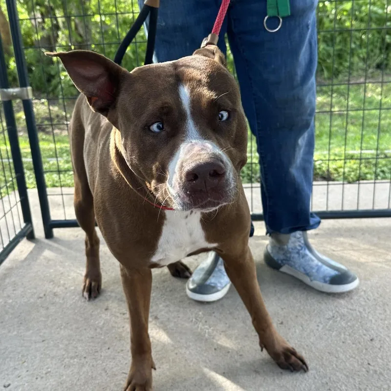 An adult large-sized female Brown / Chocolate Mixed Breed dog named Blew for adoption in Lake Jackson, TX