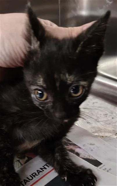 A baby medium-sized female Domestic Short Hair cat named Riley for adoption in Dallas, TX