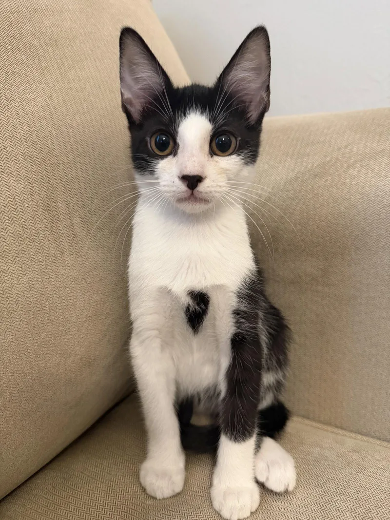 A baby medium-sized female Black & White / Tuxedo Domestic Short Hair cat named Ginny for adoption in Fort Myers, FL
