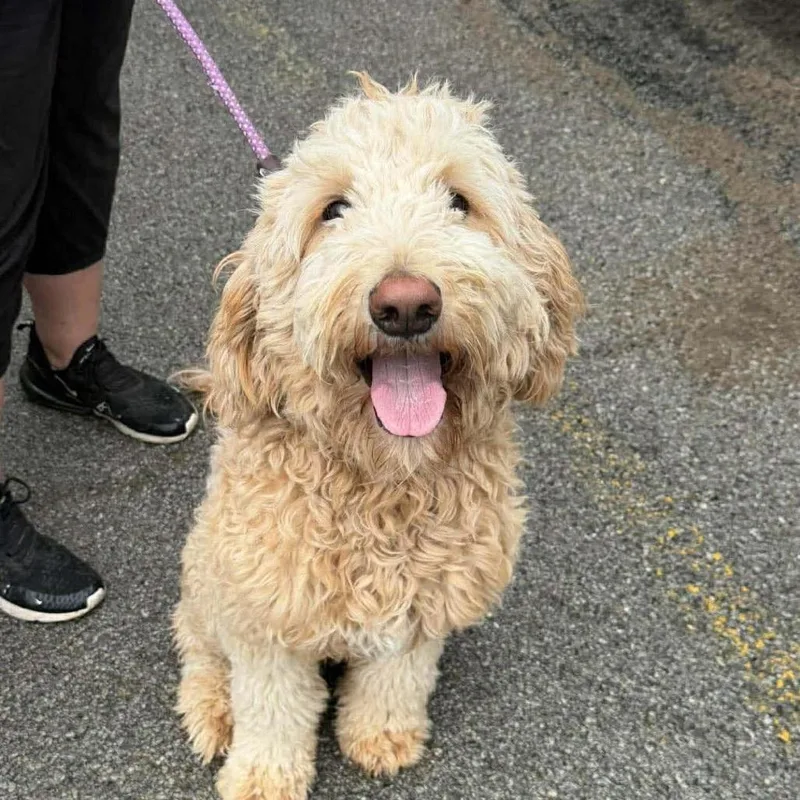 An adult medium-sized female Yellow / Tan / Blond / Fawn Poodle dog named Luna for adoption in Madison, WI