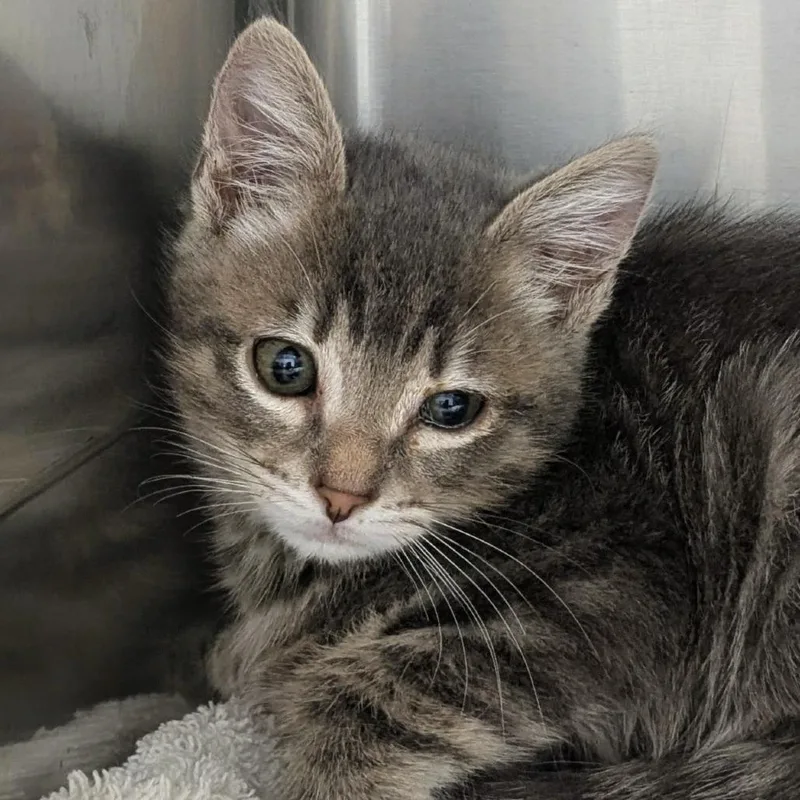 A baby small-sized male Gray / Blue / Silver Domestic Short Hair cat named Mr. Bigglesworth for adoption in Medford, OR