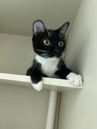 An adult medium-sized female Domestic Short Hair cat named Marley Jane for adoption in Fairfax, VA