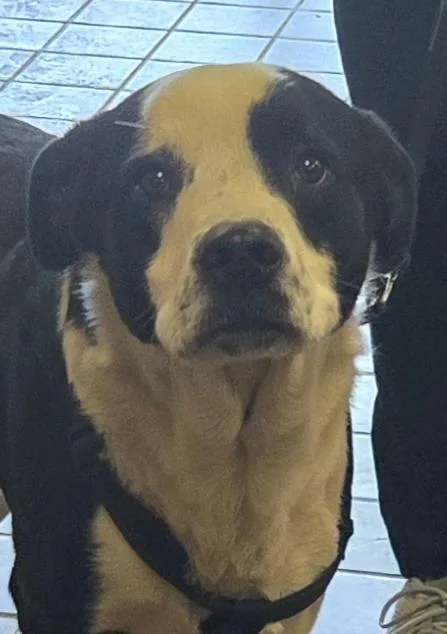 A young medium-sized male Mixed Breed dog named Hunter for adoption in Olean, NY