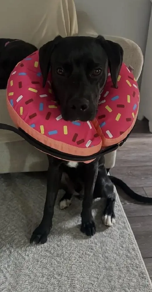A young medium-sized male Labrador Retriever dog named Enzo for adoption in Willingboro, NJ