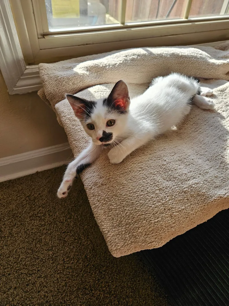 A baby medium-sized male Black & White / Tuxedo Tuxedo cat named Tweetie for adoption in Columbus, OH