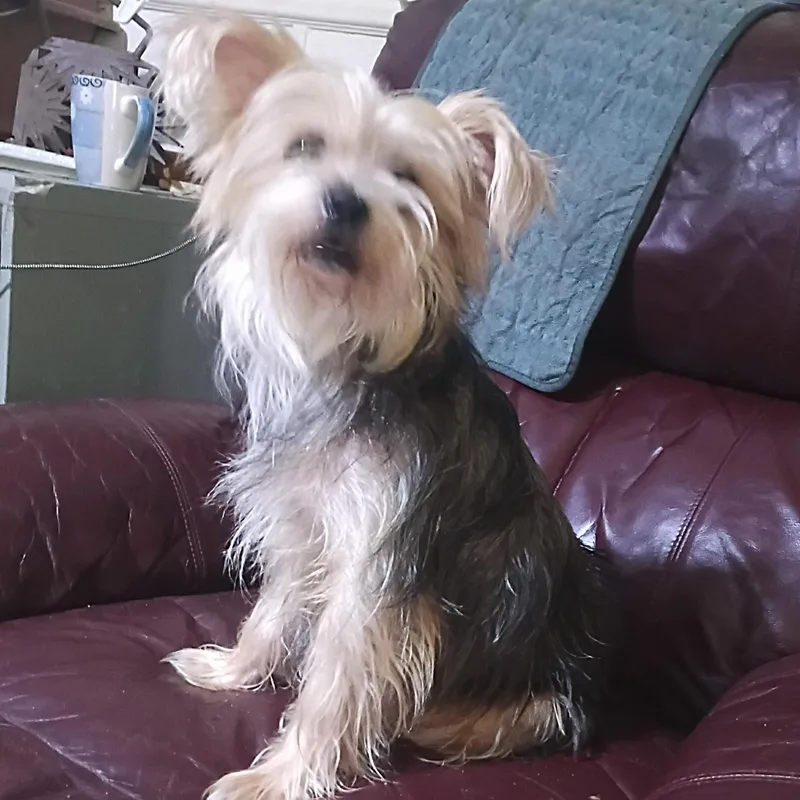 An adult small-sized male Yellow / Tan / Blond / Fawn Yorkshire Terrier dog named Coco for adoption in Mexia, TX