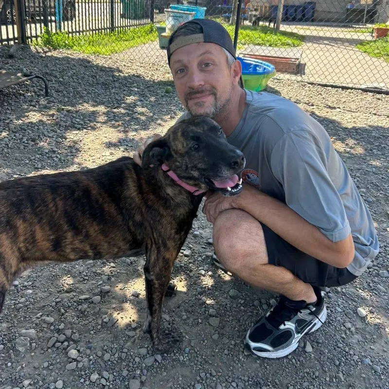 An adult large-sized female Brindle Mixed Breed dog named Chocolate for adoption in Buffalo, NY