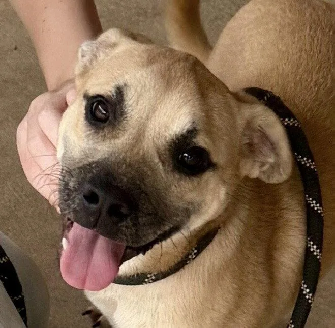 A young medium-sized female Boxer dog named Missy for adoption in Carrollton, GA
