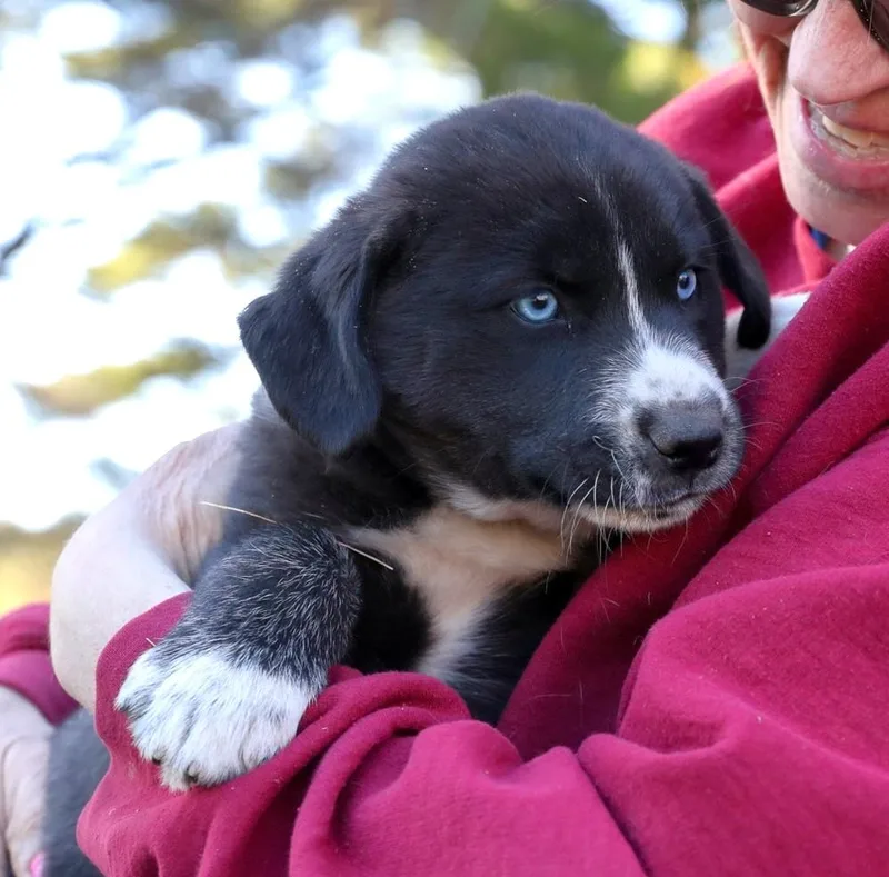 A baby medium-sized male Black Husky dog named Sleet for adoption in Minnetrista, MN