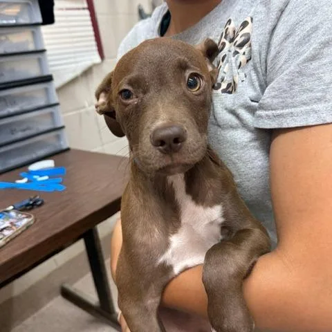 A baby small-sized male Brown / Chocolate Pit Bull Terrier dog named Jerry for adoption in Ardmore, OK