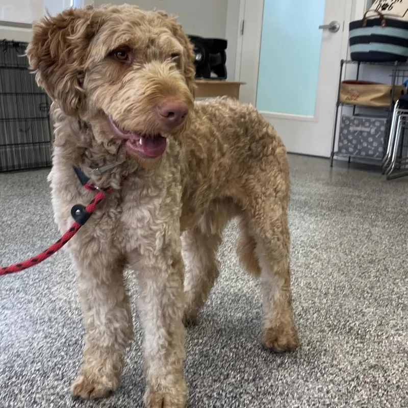 A young large-sized male Poodle dog named Ben for adoption in Hawthorne, CA