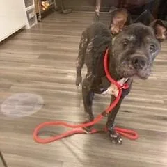 A senior large-sized male Black Pit Bull Terrier dog named YORKStray for adoption in York, PA