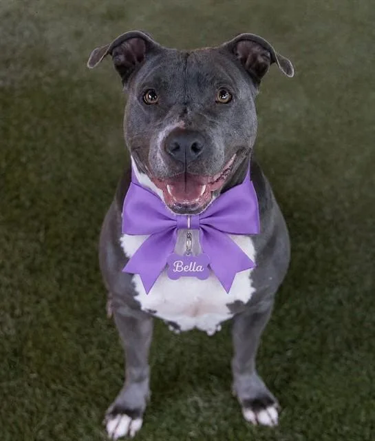 An adult large-sized female Terrier dog named Bella for adoption in Miami, FL