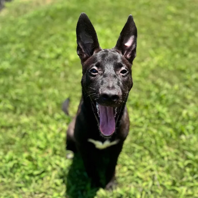 A baby medium-sized female Black Mixed Breed dog named Dove for adoption in Brownsboro, AL