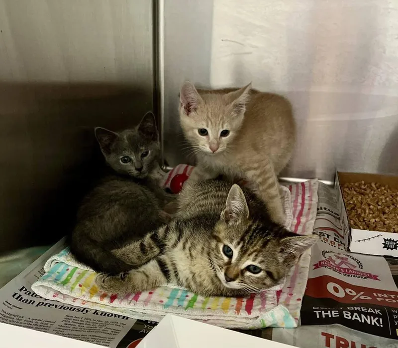 A baby medium-sized female Domestic Short Hair cat named Alena for adoption in Candler, NC