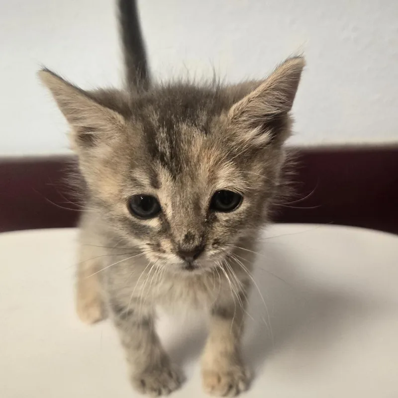A baby small-sized female Gray / Blue / Silver Domestic Short Hair cat named Wednesday for adoption in Desert Hot Springs, CA