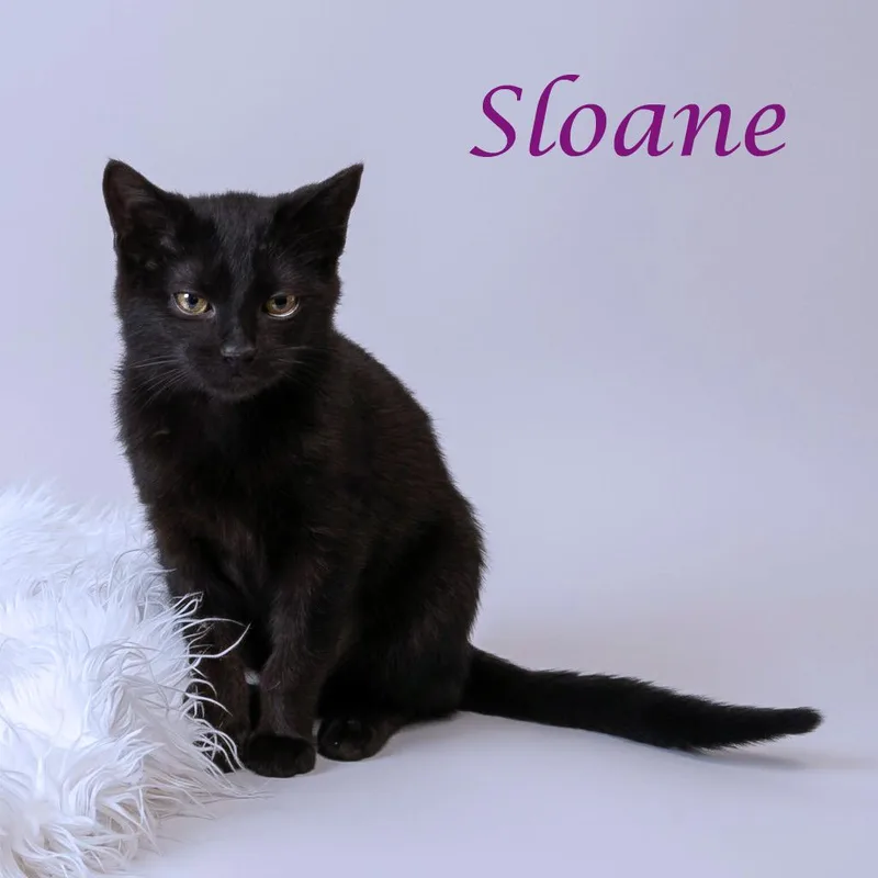 Sloane C