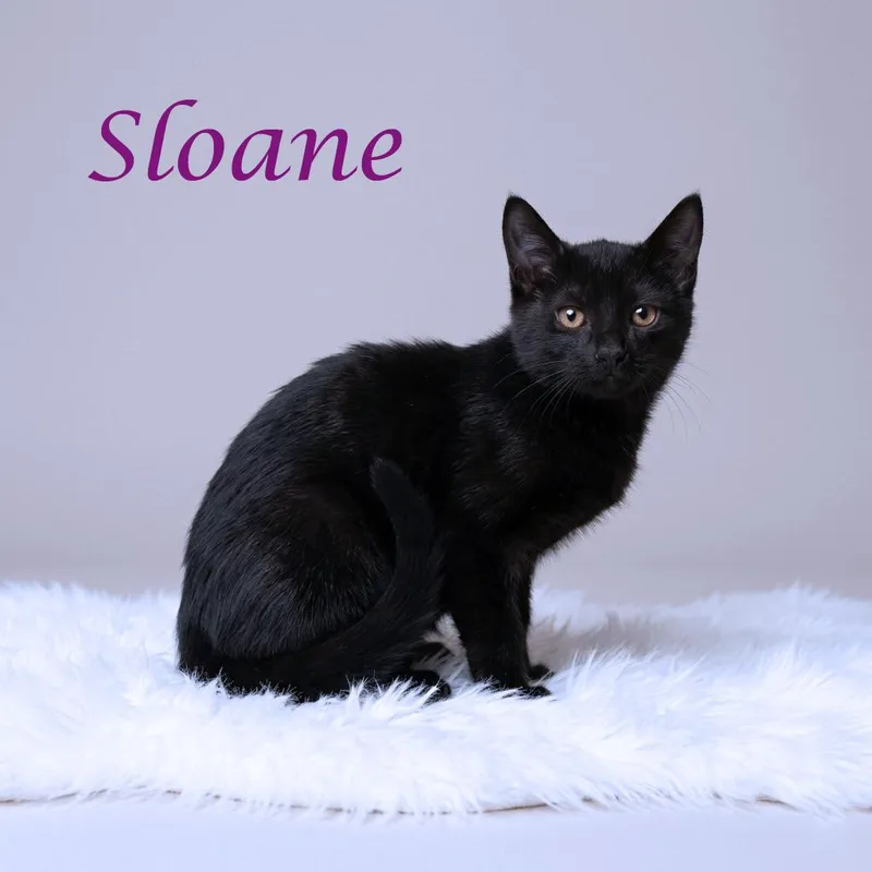 Sloane C thumbnail 2