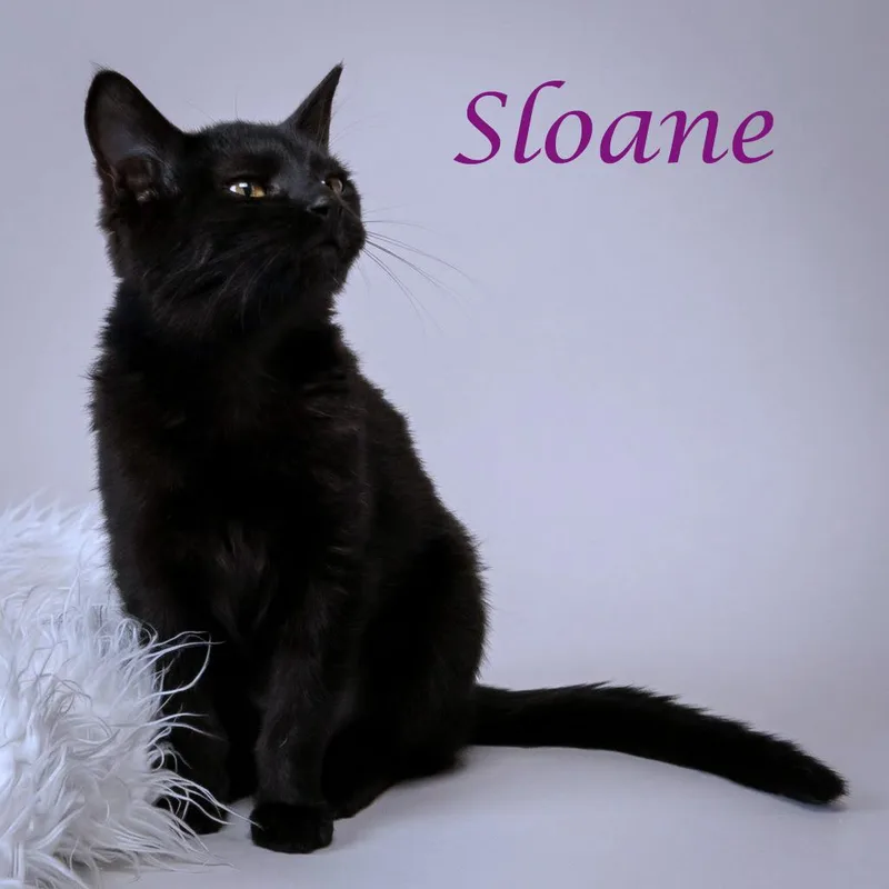 Sloane C thumbnail 3