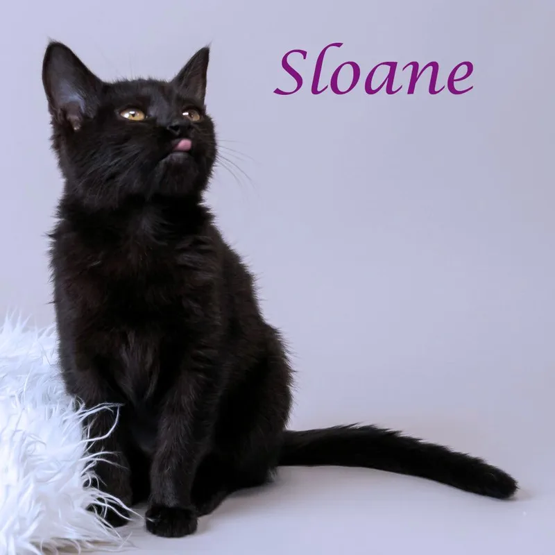 Sloane C thumbnail 4