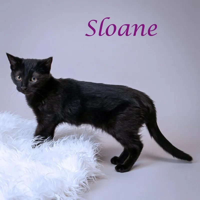 Sloane C thumbnail 5