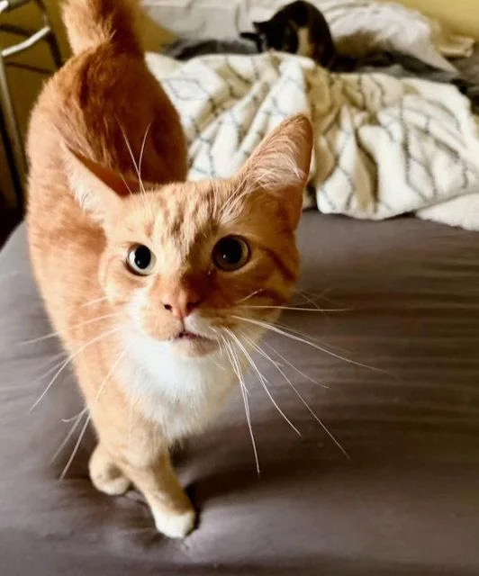 A young medium-sized male Orange / Red Domestic Short Hair cat named Maxwell for adoption in Los Angeles, CA