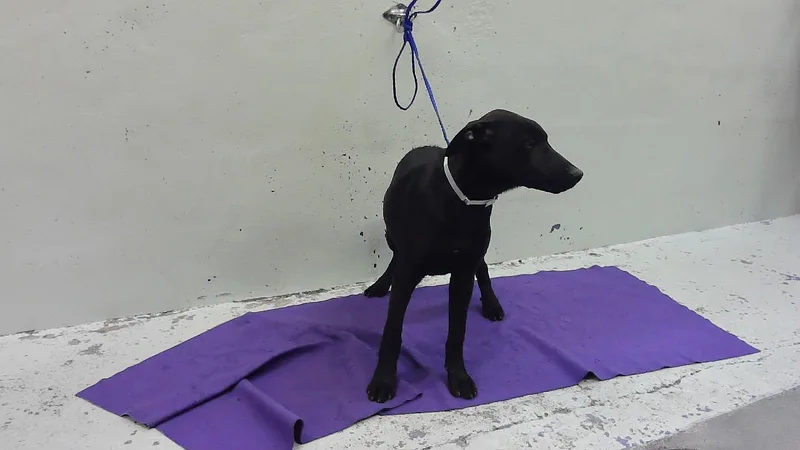 A baby small-sized female Labrador Retriever dog named Cherish for adoption in Houston, TX