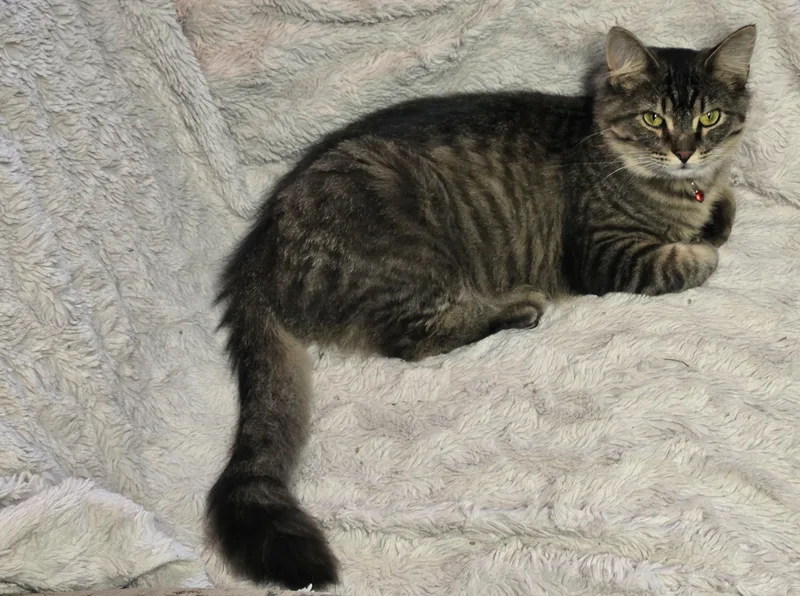 Gronckle thumbnail 2