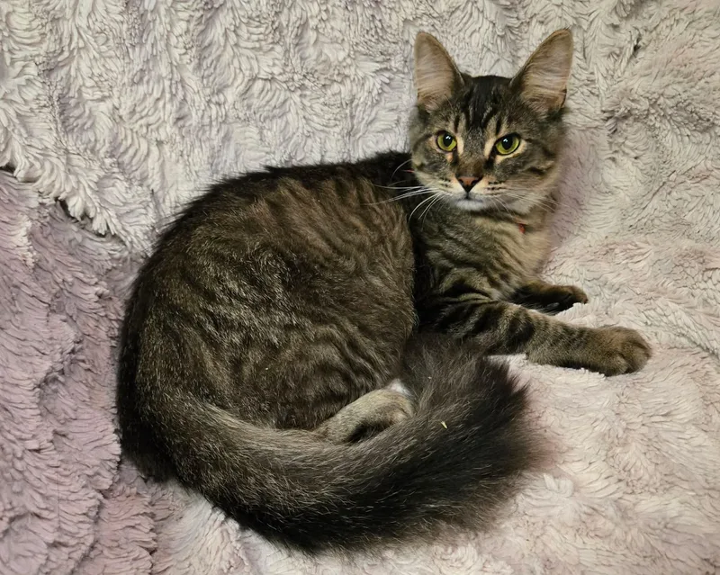A baby small-sized male Tabby (Brown / Chocolate) Domestic Long Hair cat named Gronckle for adoption in Stoughton, WI