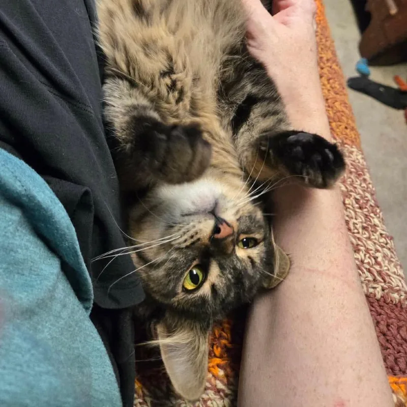 Gronckle thumbnail 3