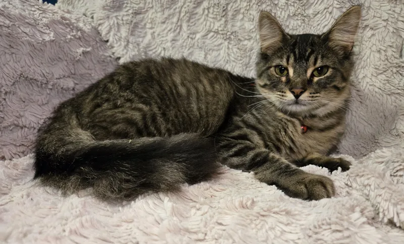 Gronckle thumbnail 4