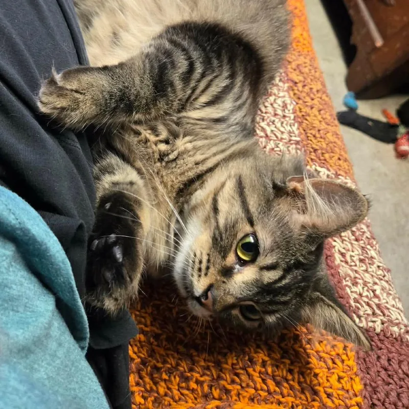 Gronckle thumbnail 5